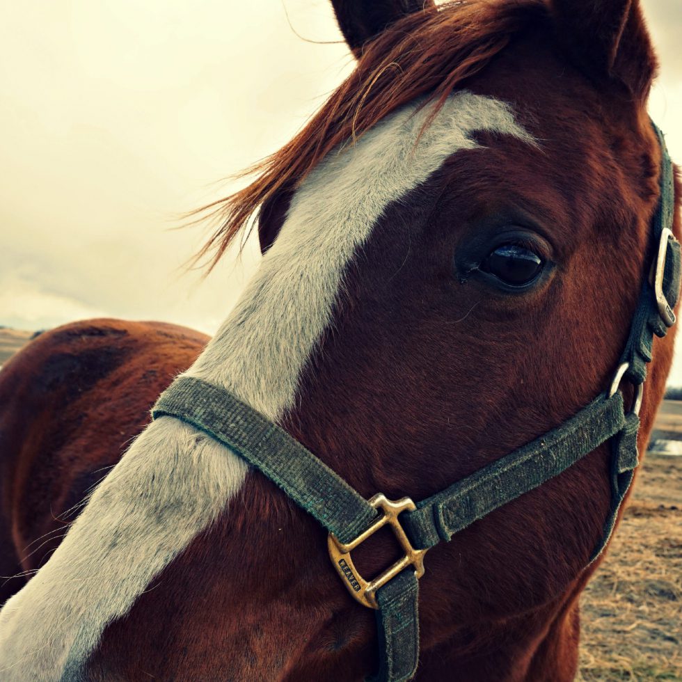 A brown and white horse looking into a camera